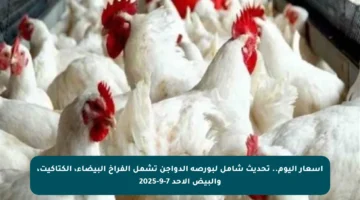 أسعار اليوم.. تحديث شامل لبورصة الدواجن تشمل الفراخ البيضاء، الكتاكيت، والبيض الأحد 7-9-2025